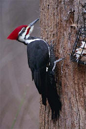 ivory-billed woodpecker